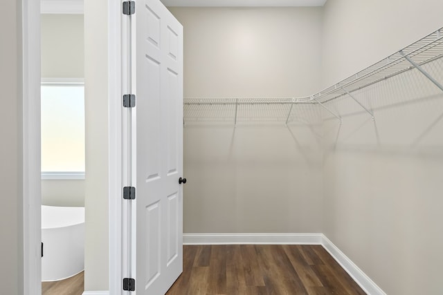 walk in closet with dark wood finished floors