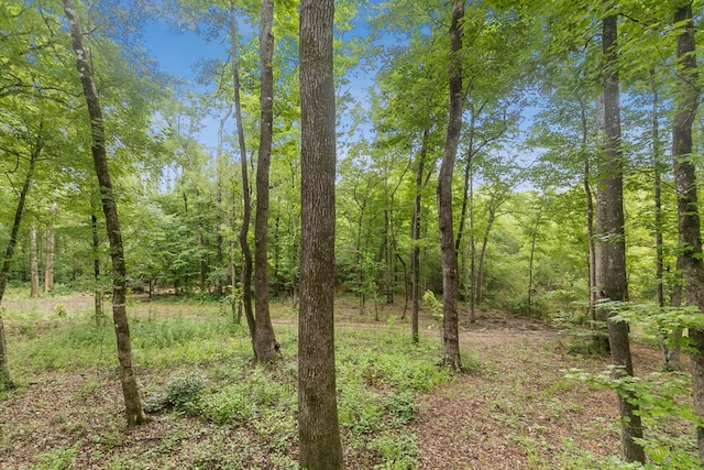 8165 County Road 97, Abbeville, AL 36310 - view of tree filled area