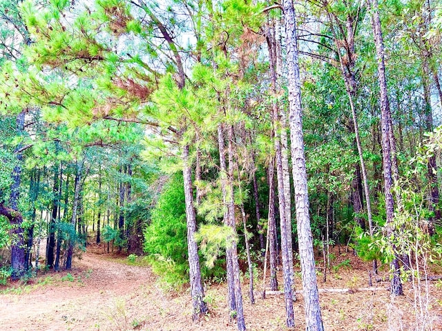 0 County Road 13, Headland, AL 36345 - photo 10