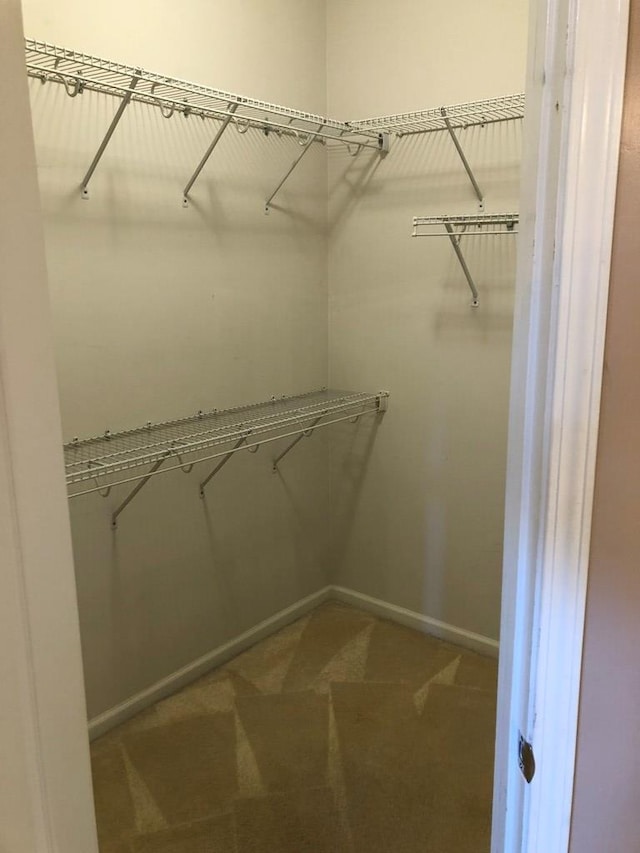 spacious closet featuring carpet flooring