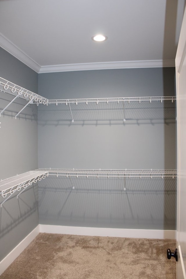 spacious closet featuring carpet flooring