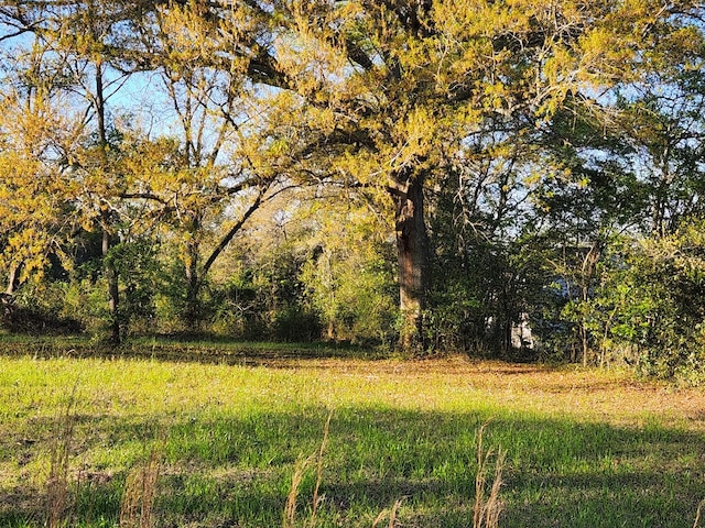 view of local wilderness