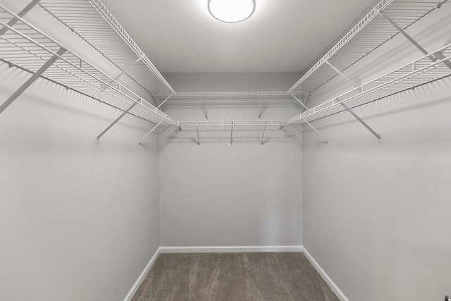 walk in closet with carpet flooring