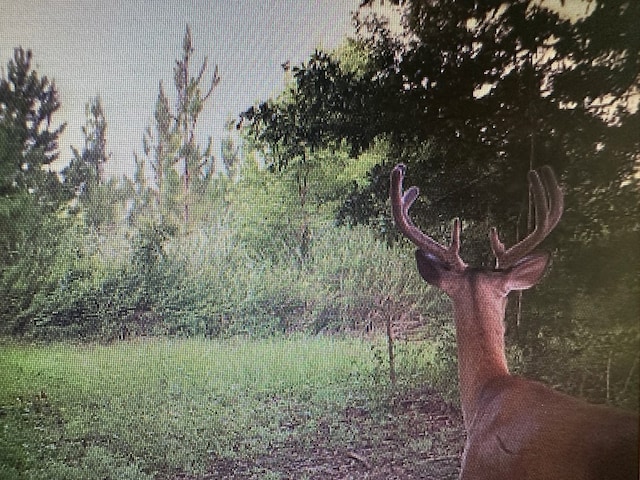1243 Silcox Rd, Ashford, AL 36312 - view of local wilderness