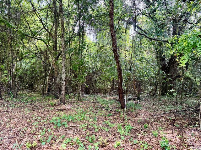 1243 Silcox Rd, Ashford, AL 36312 - view of woods