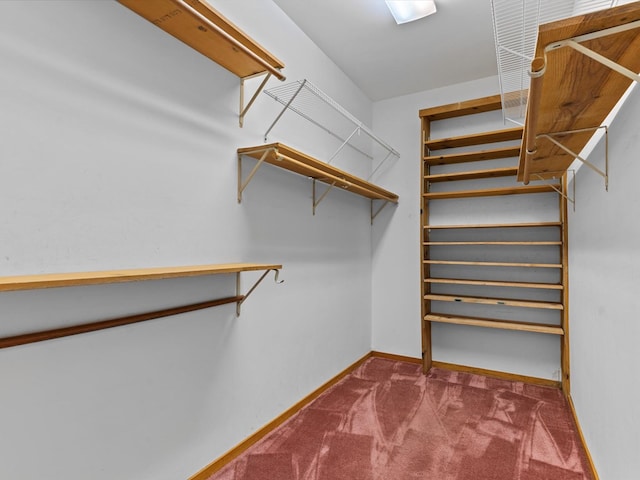 spacious closet featuring carpet