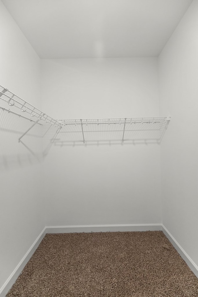 spacious closet featuring carpet floors