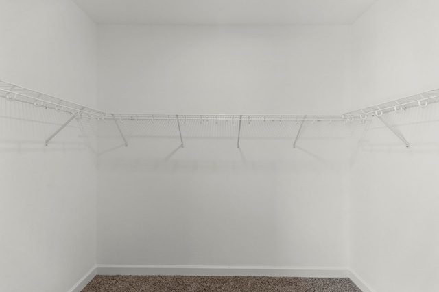 walk in closet featuring carpet flooring