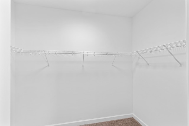 spacious closet featuring carpet floors