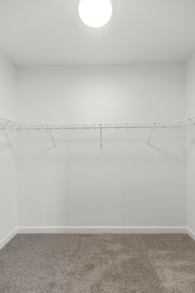 spacious closet featuring carpet flooring