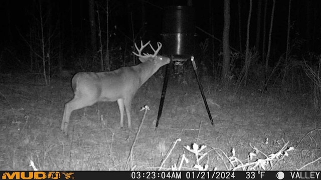 17.5AC County Rd 67, Clopton, AL 36317 - photo 3
