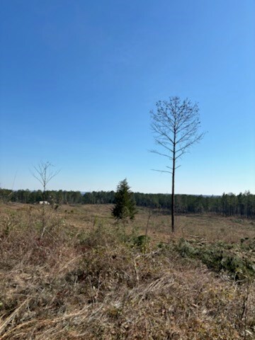 17.5AC County Rd 67, Clopton, AL 36317 - photo 5