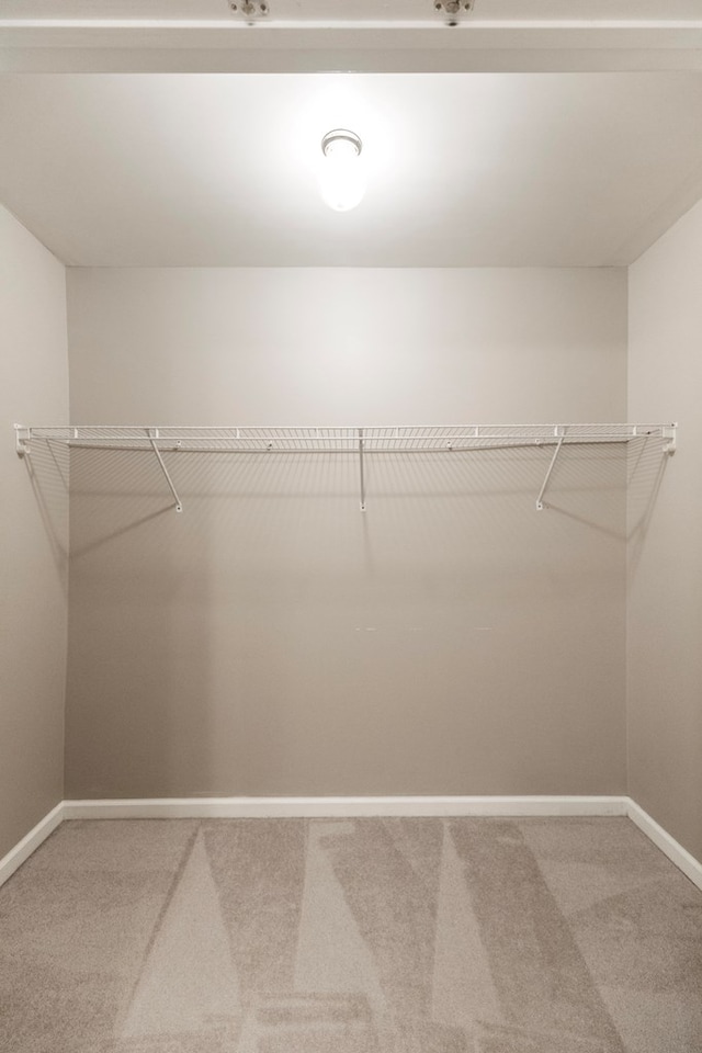 spacious closet featuring carpet