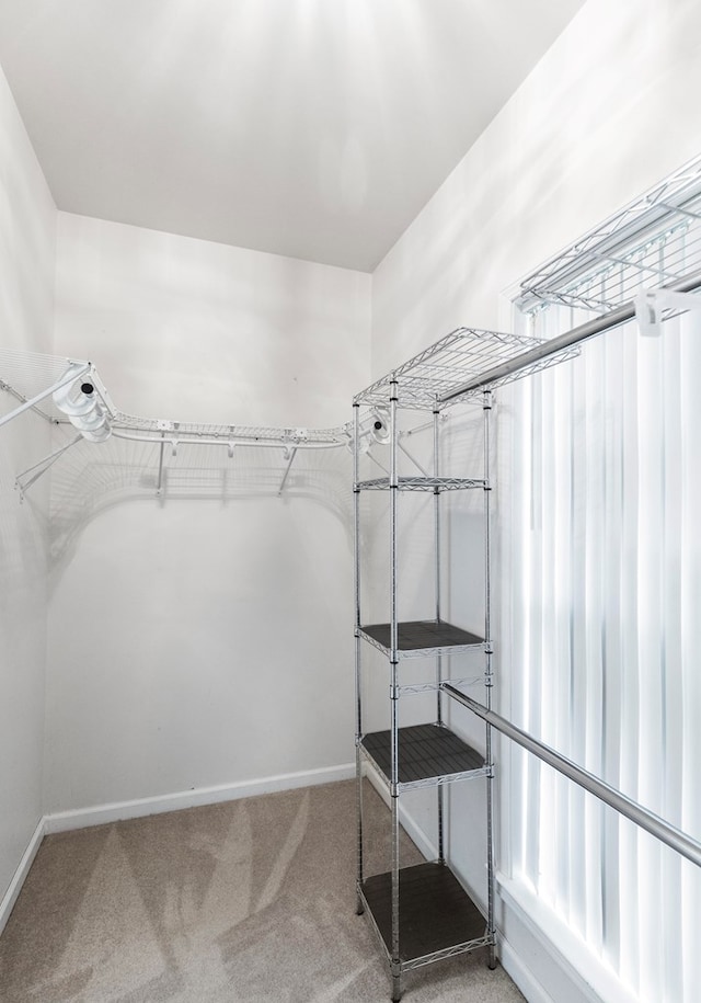 spacious closet with carpet flooring