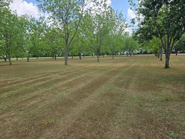 2230 W County Road 16, Headland, AL 36345 - view of yard