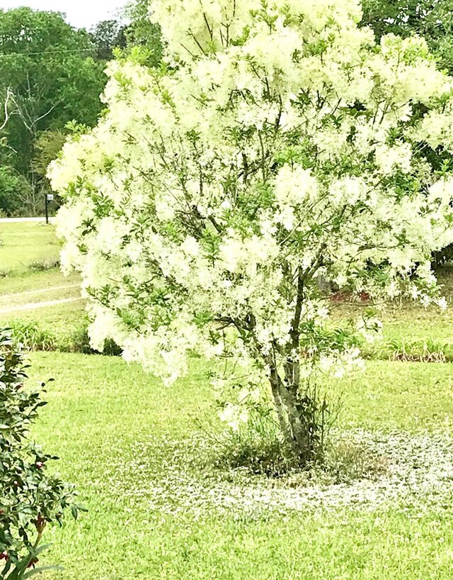 449 County Road 112, Columbia, AL 36319 - bird's eye view