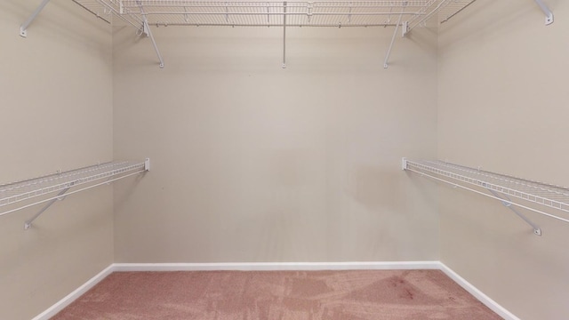 walk in closet with carpet flooring