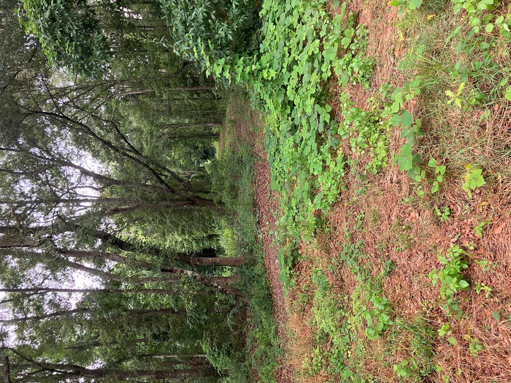 7ACRES Reeves St, Slocomb, AL 36375