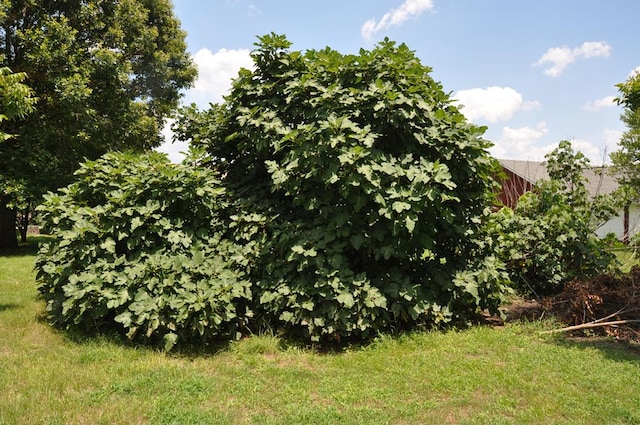 210 Anderson St, Kinston, AL 36453 - view of green lawn