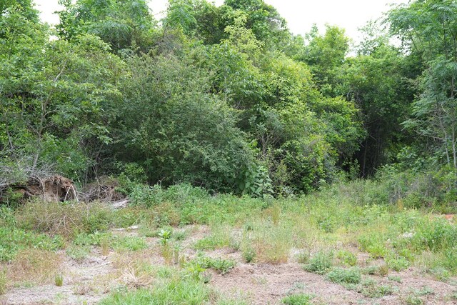 0 County Road 266, Enterprise, AL 36330 - photo 3