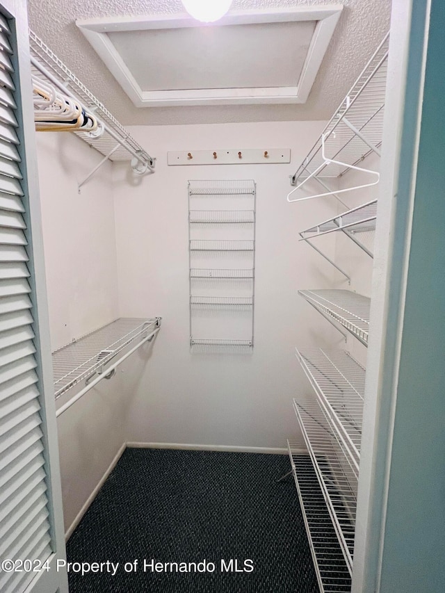 spacious closet featuring carpet