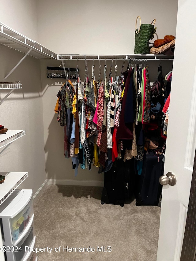 spacious closet featuring carpet floors