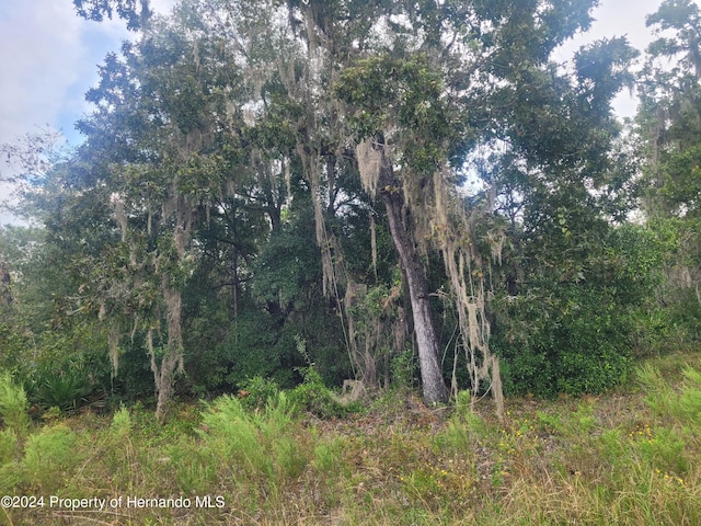 16224 Crider Rd, Weeki Wachee, FL 34614 - photo 4