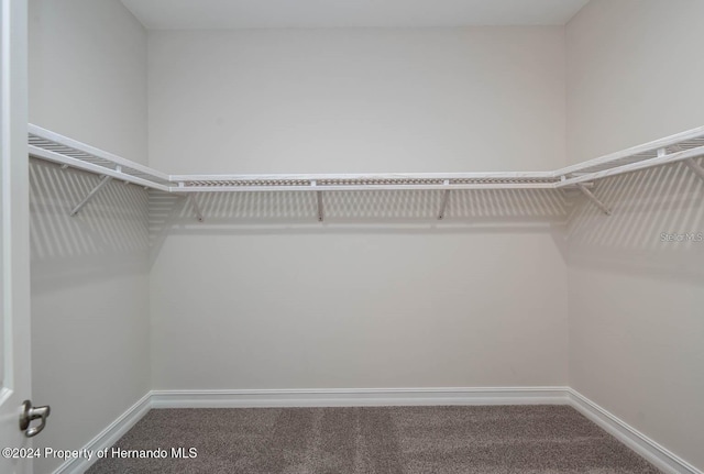 spacious closet featuring carpet flooring