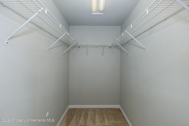 spacious closet featuring carpet floors