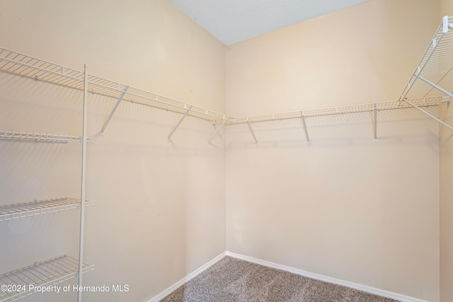 walk in closet featuring carpet