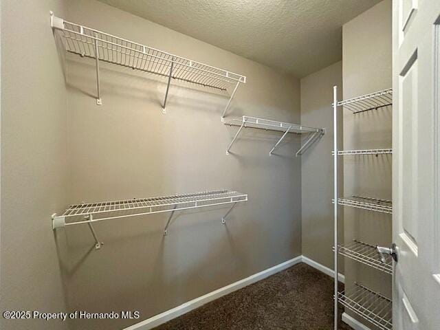 spacious closet with carpet