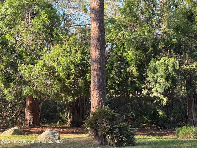 view of local wilderness