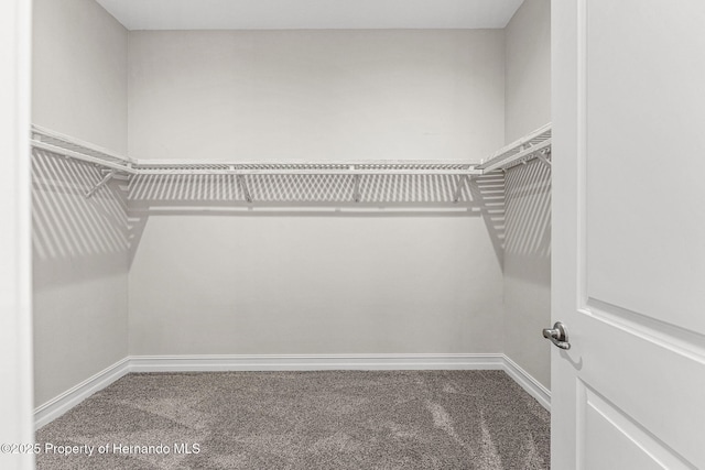 walk in closet featuring carpet flooring