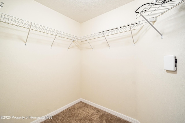 spacious closet featuring carpet floors