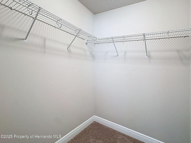 walk in closet with carpet floors