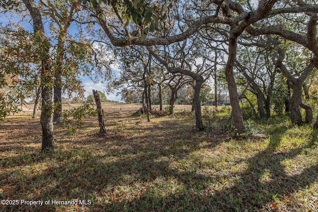 view of local wilderness