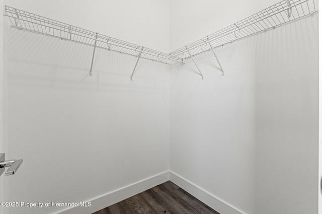 spacious closet featuring dark hardwood / wood-style floors