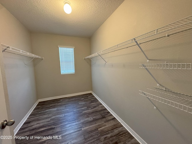 spacious closet featuring dark wood-type flooring