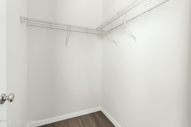 spacious closet featuring dark wood finished floors