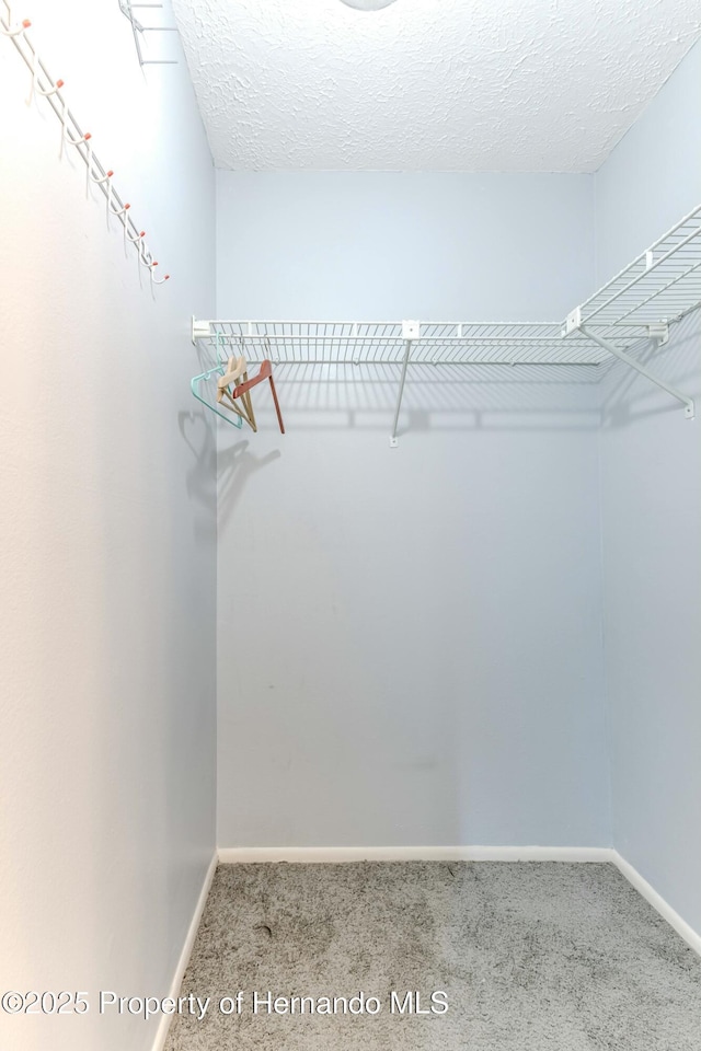 spacious closet featuring carpet flooring