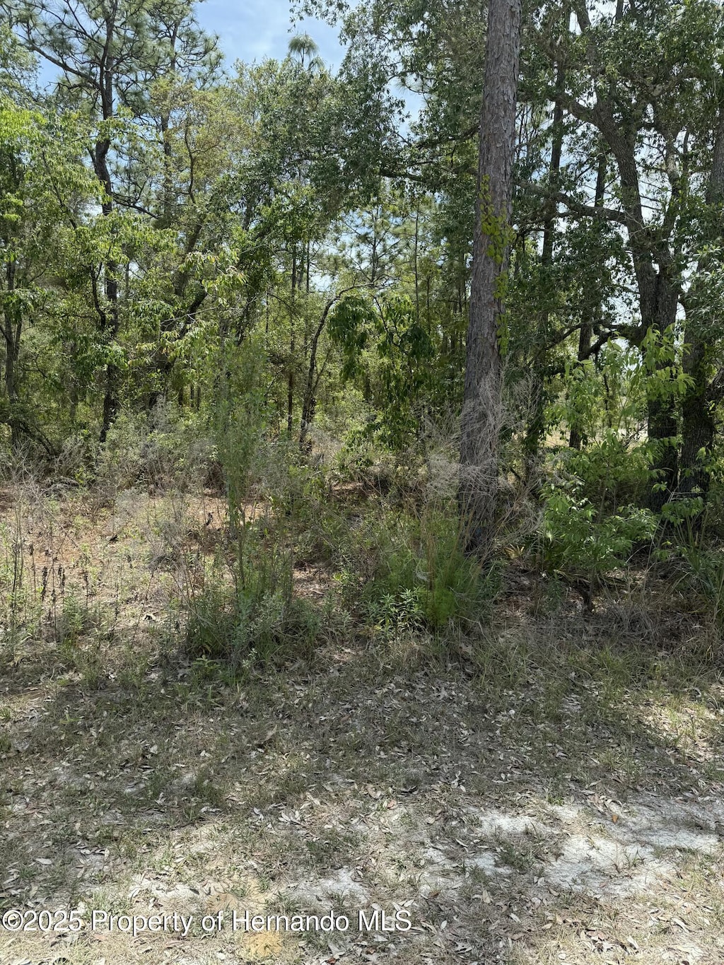 0 Snow Goose Ave, Brooksville, FL 34614 - photo 2