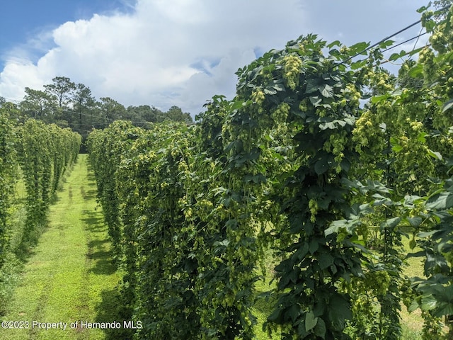 3011 Endsley Rd, Brooksville, FL 34604 - view of local wilderness