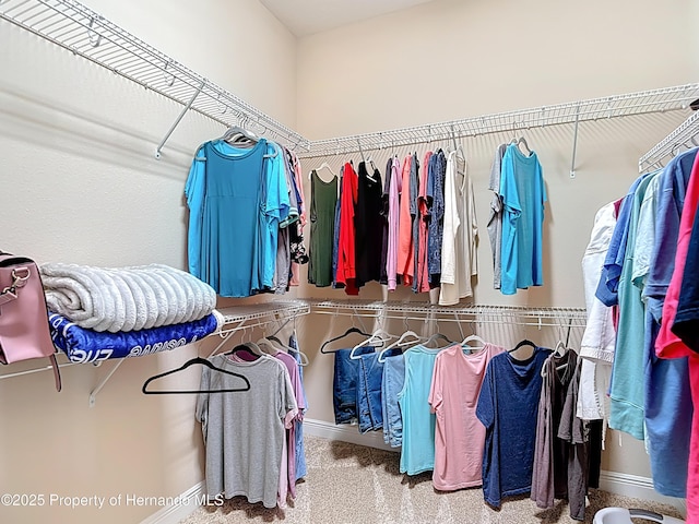 walk in closet with carpet floors