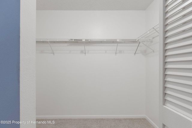 walk in closet featuring carpet flooring