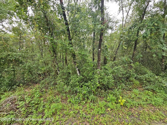 0 Norway St, Webster, FL 33597 - photo 5