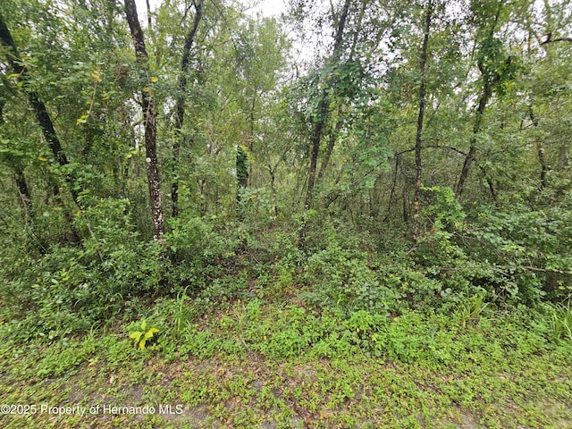 0 Norway St, Webster, FL 33597 - photo 6
