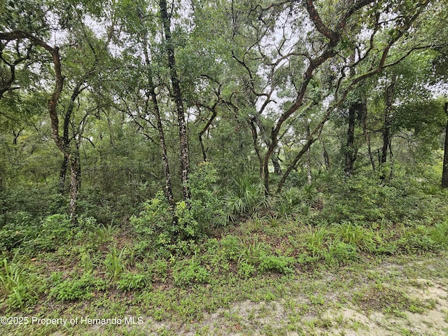 0 Norway St, Webster, FL 33597 - photo 3