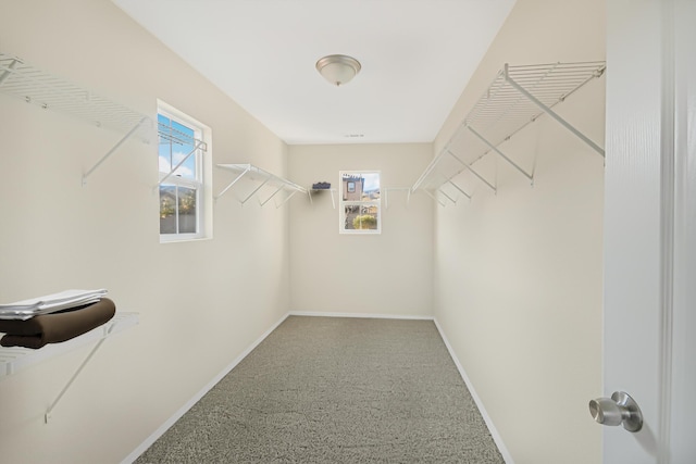 walk in closet with carpet floors