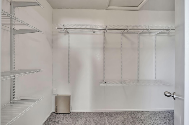 spacious closet featuring carpet flooring