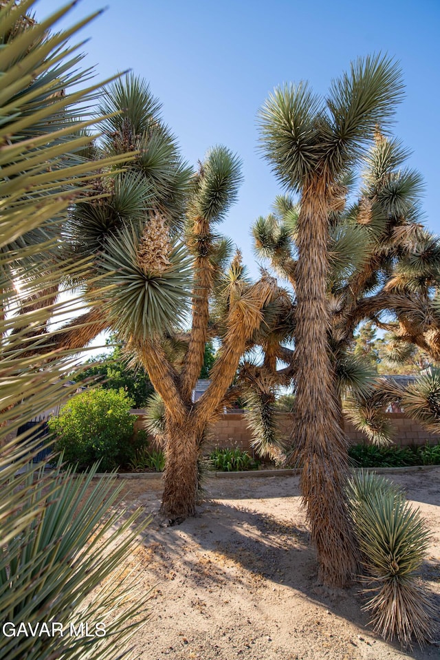 43710 Shiloh Ln, Lancaster, CA 93535 - view of yard